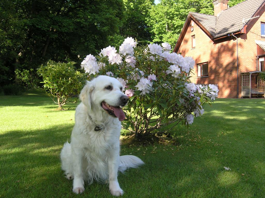 Whistlers Dell B&B Rhu Dış mekan fotoğraf